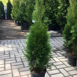 THUYA SMARAGD 120 CM