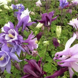 Aquilegia biedemeier