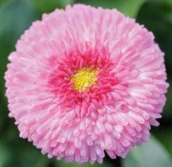 2026 Bellis perennis Beluga Compact Pink – Pâquerette