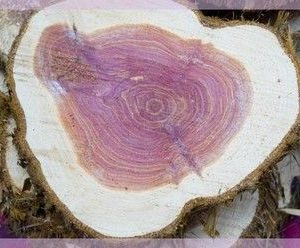 Bois de Hô A Linalol 10ML H.E. PHYTOFRANCE