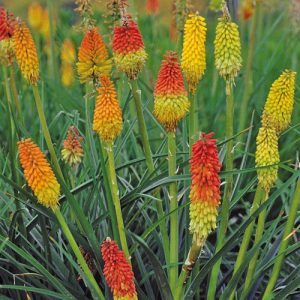 Kniphofia uvaria ‘Grandiflora’