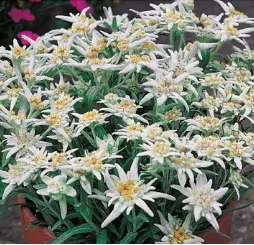 Leontopodium alpinum Watzmann – Edelweiss