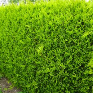 Haie de Cyprès Leyland &lsquo;Castlewellan Gold&rsquo;