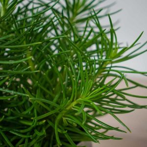 Senecio &lsquo;Himalaya&rsquo;