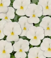 Viola cornuta Twix White – Pensée – Violette