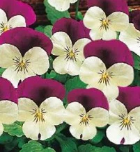 Viola cornuta Twix White Purple Wing – Pensée – Violette