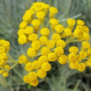 Hélichryse Italienne Bio 250 ML HA ESSENCIAGUA