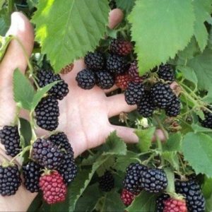 Mûre « Thornfree »