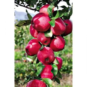 Pommier Colonnaire « Paradis »