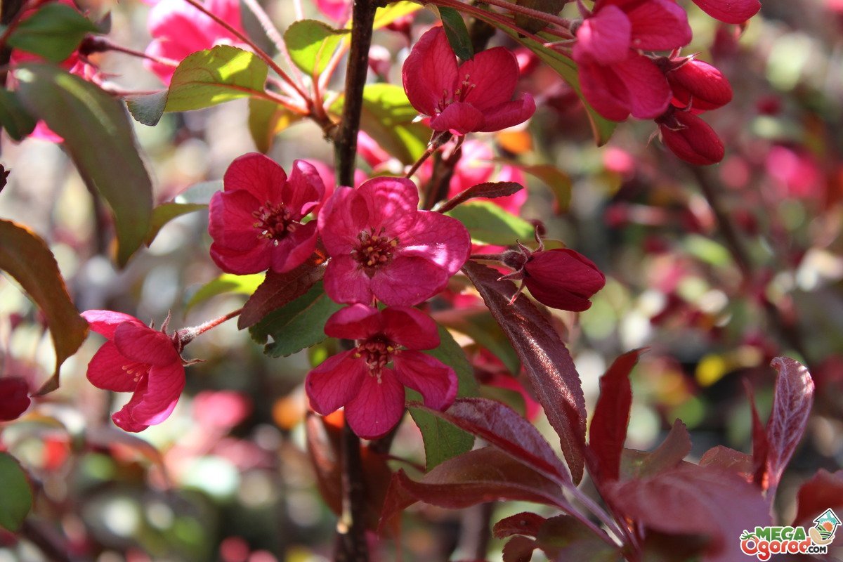 Pomme Japonaise – Image 4