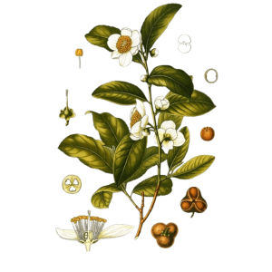 Thé Vert de Chine (Camellia sinensis)